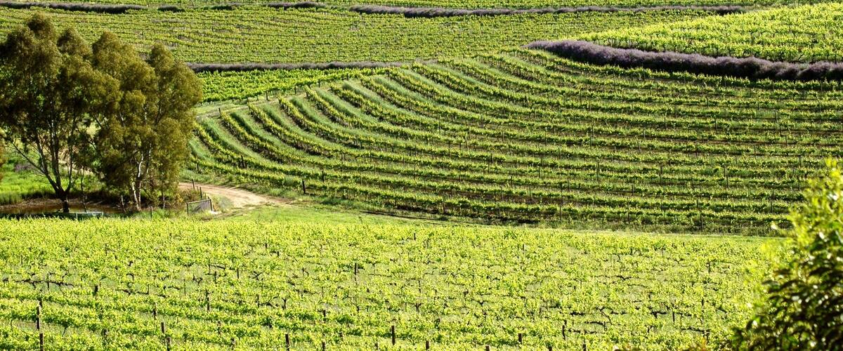 Winery vineyards featuring rows of contoured vines and grapes. Filmed Clare Valley, Australia
