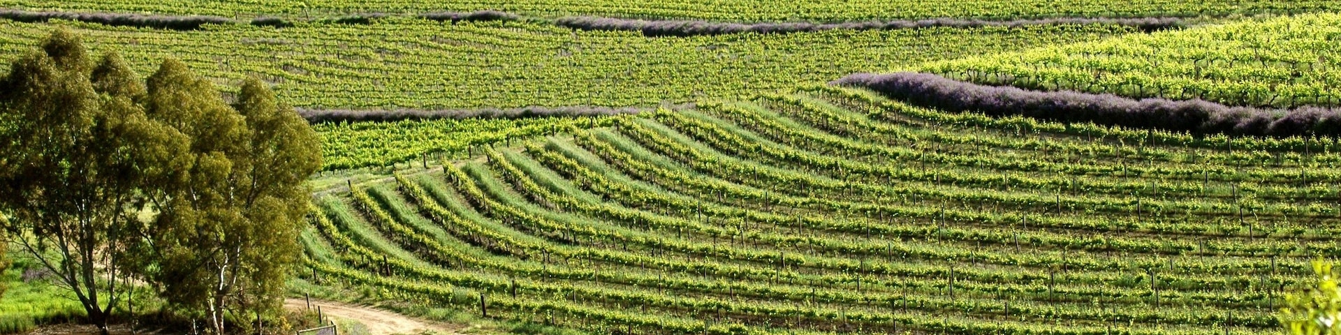 Winery vineyards featuring rows of contoured vines and grapes. Filmed Clare Valley, Australia