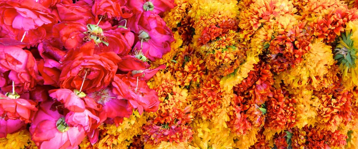 Johri Bazaar showing flowers