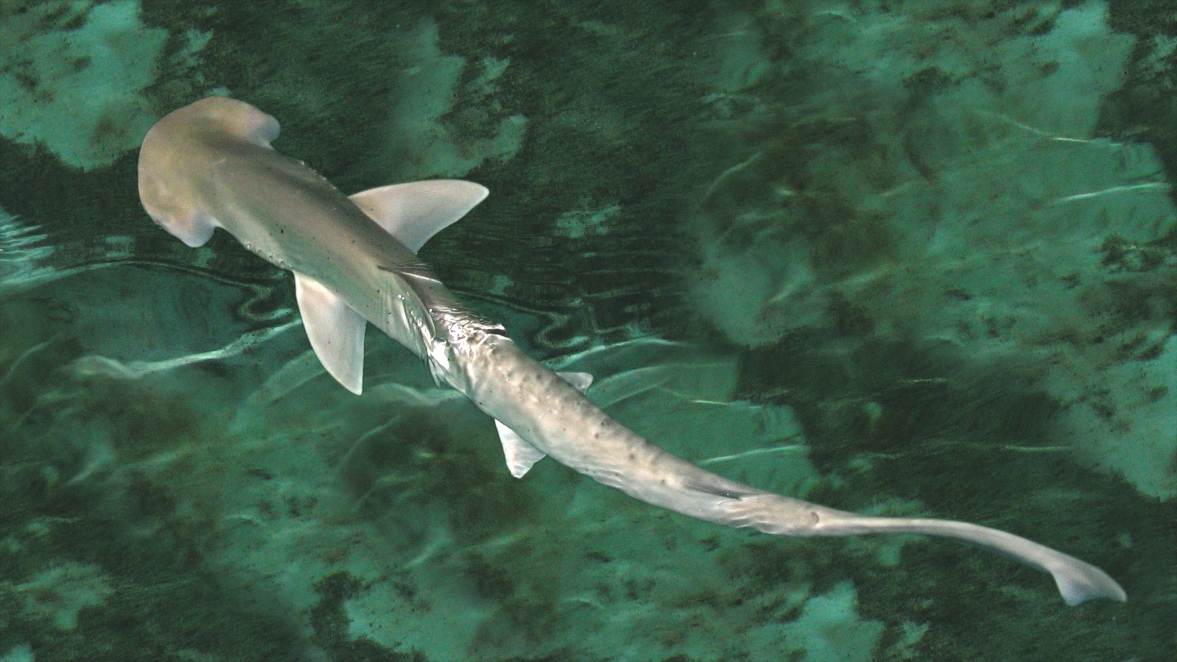 Shark Reef at Mandalay Bay som inkluderer sjøliv