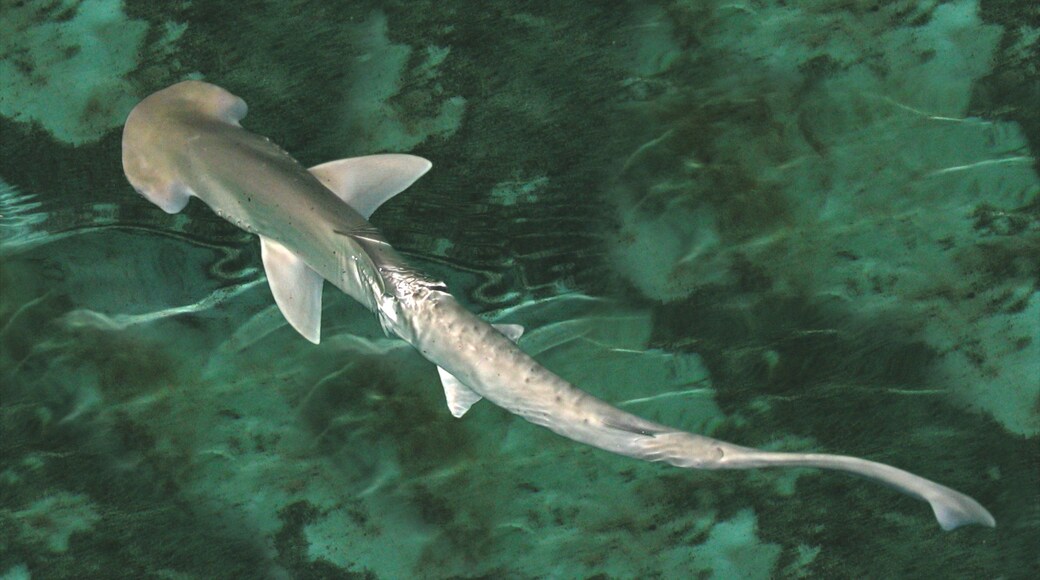 Shark Reef at Mandalay Bay som inkluderer sjøliv