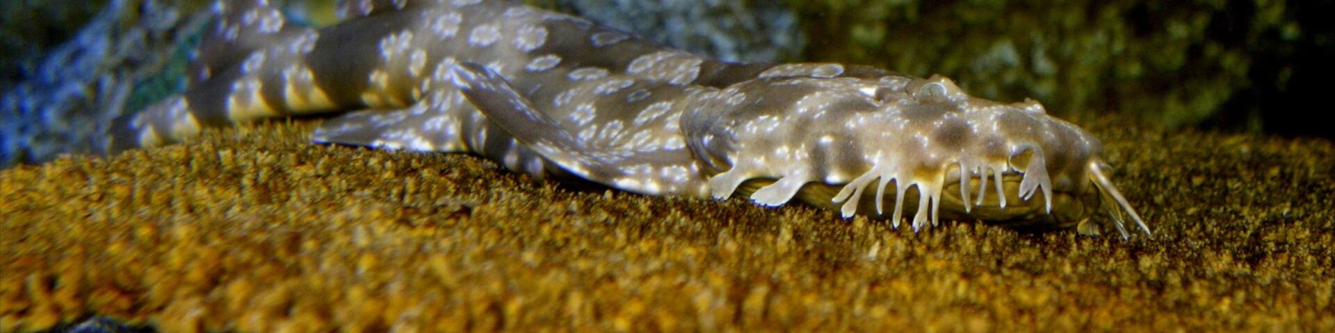 Exploring the underwater world of Shark Reef at Mandalay Bay in Las Vegas, showcasing unique marine life and habitats