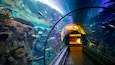 Un túnel submarino con vida marina y formaciones rocosas.
