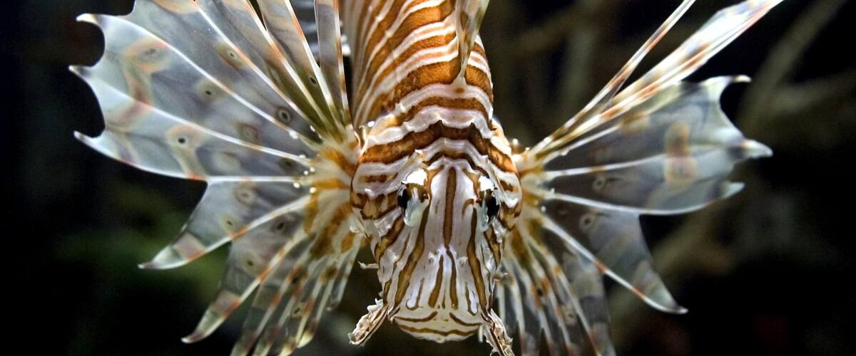 Vibrant lionfish swimming gracefully at Shark Reef in Las Vegas showcasing marine beauty