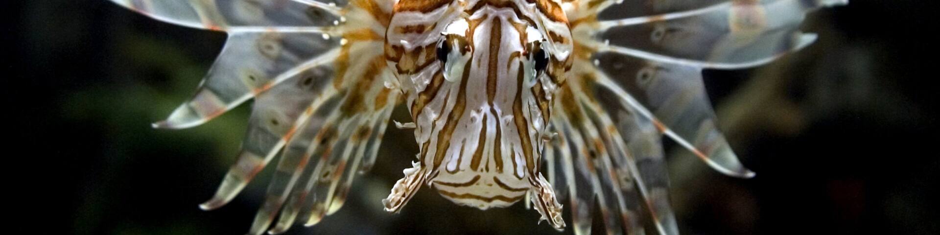 Vibrant lionfish swimming gracefully at Shark Reef in Las Vegas showcasing marine beauty