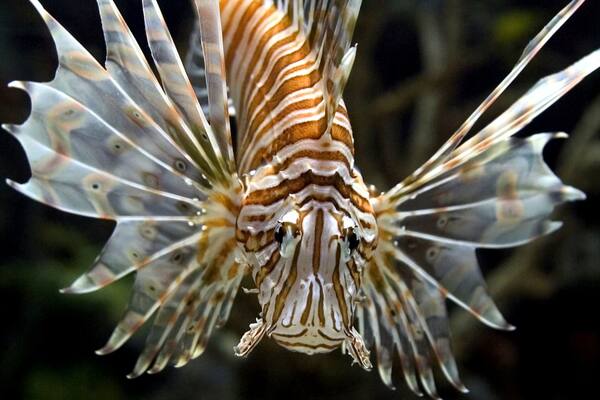 Vibrant lionfish swimming gracefully at Shark Reef in Las Vegas showcasing marine beauty