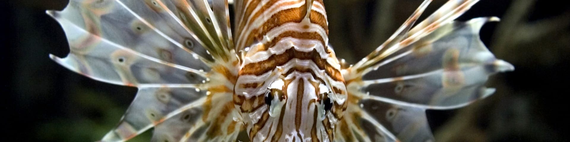 Vibrant lionfish swimming gracefully at Shark Reef in Las Vegas showcasing marine beauty