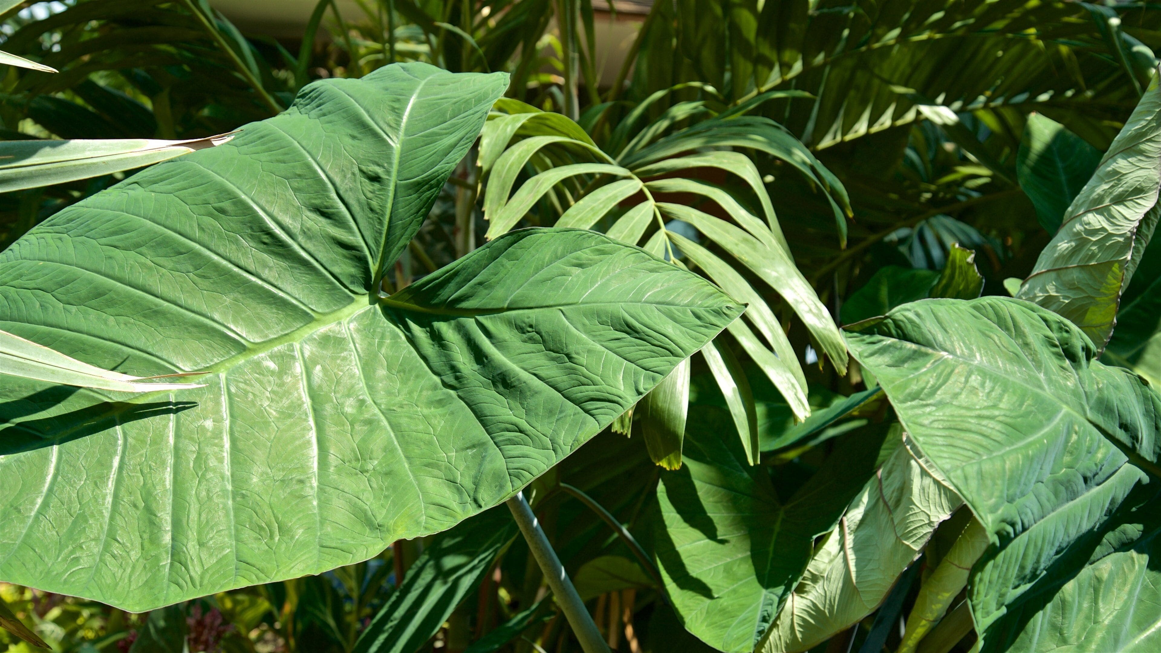 레이먼 가든 을 특징 공원