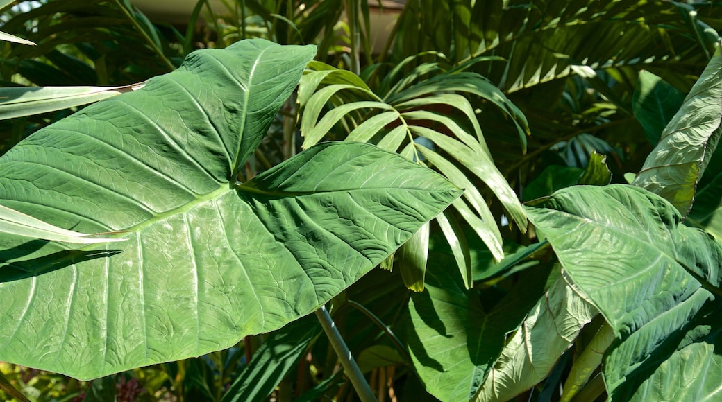 Reiman Gardens som viser park