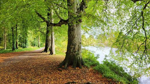 Autumn Walk Through Drumboe Woods, County Donegal