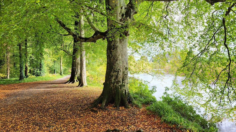 A forest path with a river, surrounded by trees and autumn leaves.