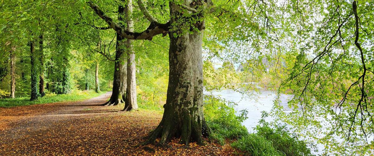 A forest path with a river, surrounded by trees and autumn leaves.
