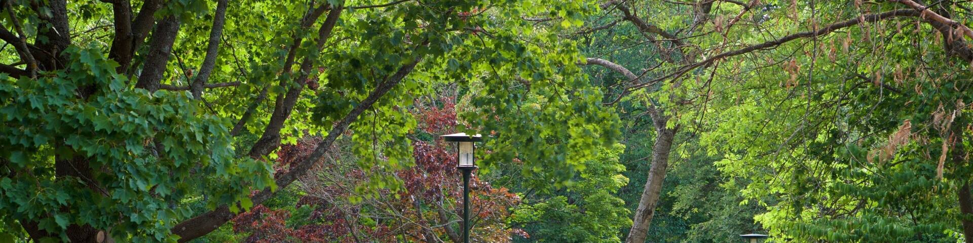 Un sendero en un parque con un banco y un farol.