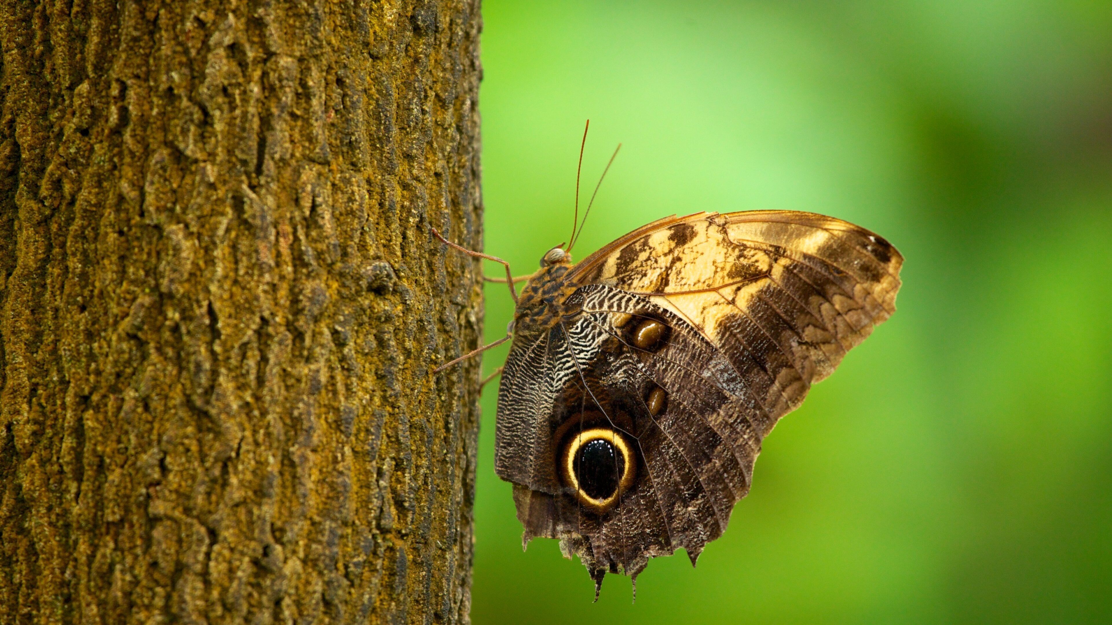 บัตเตอร์ฟลายพาวิลเลียน แสดง สัตว์