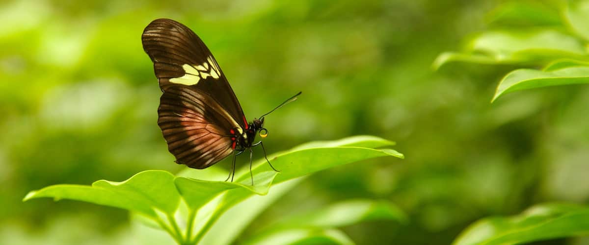 Butterfly Pavilion which includes animals