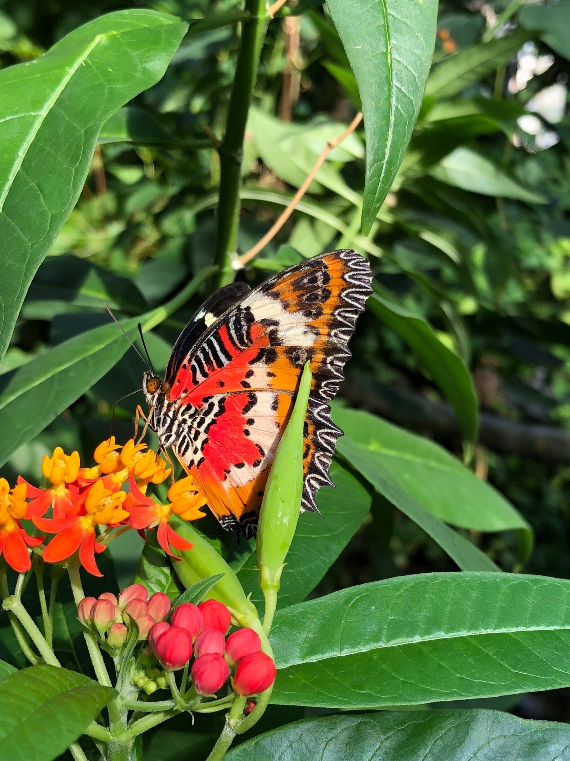 Really lovely small attraction, very aimed at kids - just wish parents were more vigilant in not letting kids touch the butterflies. We had one that landed on all of us which was fun