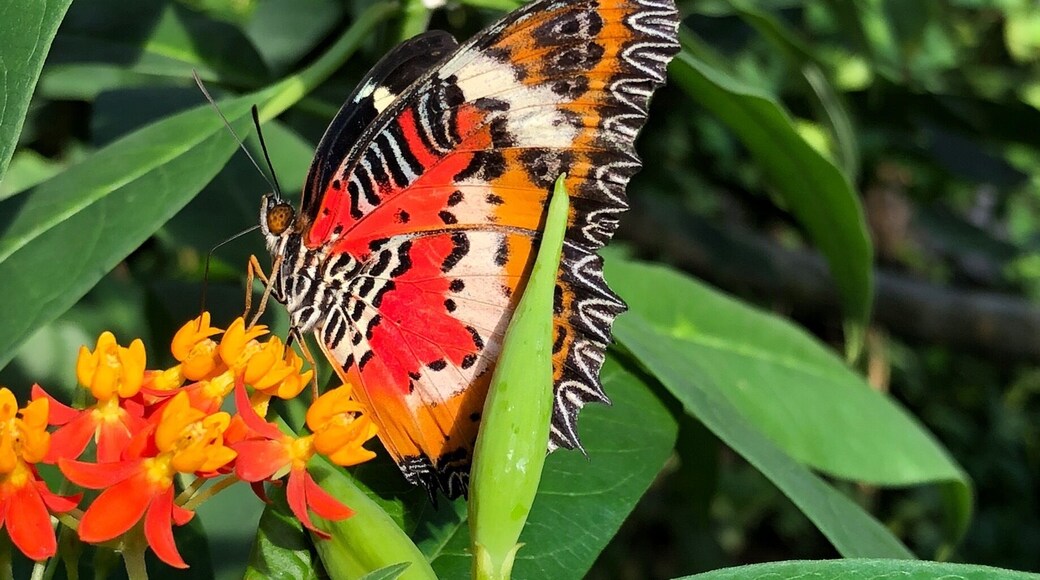 Really lovely small attraction, very aimed at kids - just wish parents were more vigilant in not letting kids touch the butterflies. We had one that landed on all of us which was fun