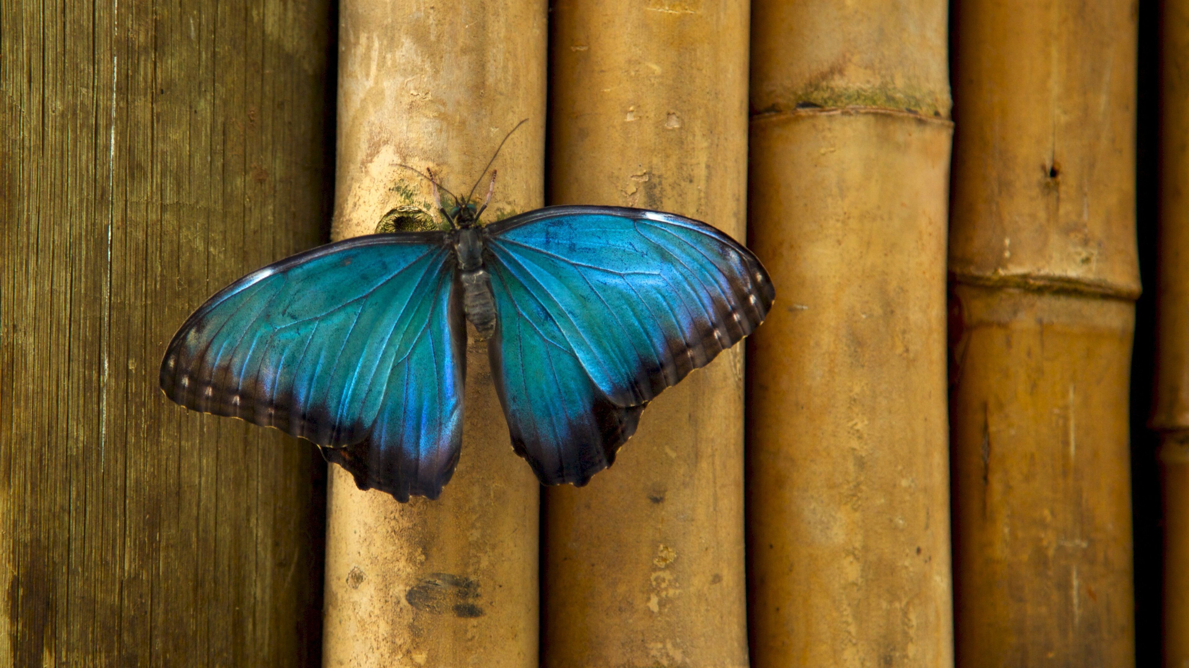 Butterfly Pavilion featuring animals