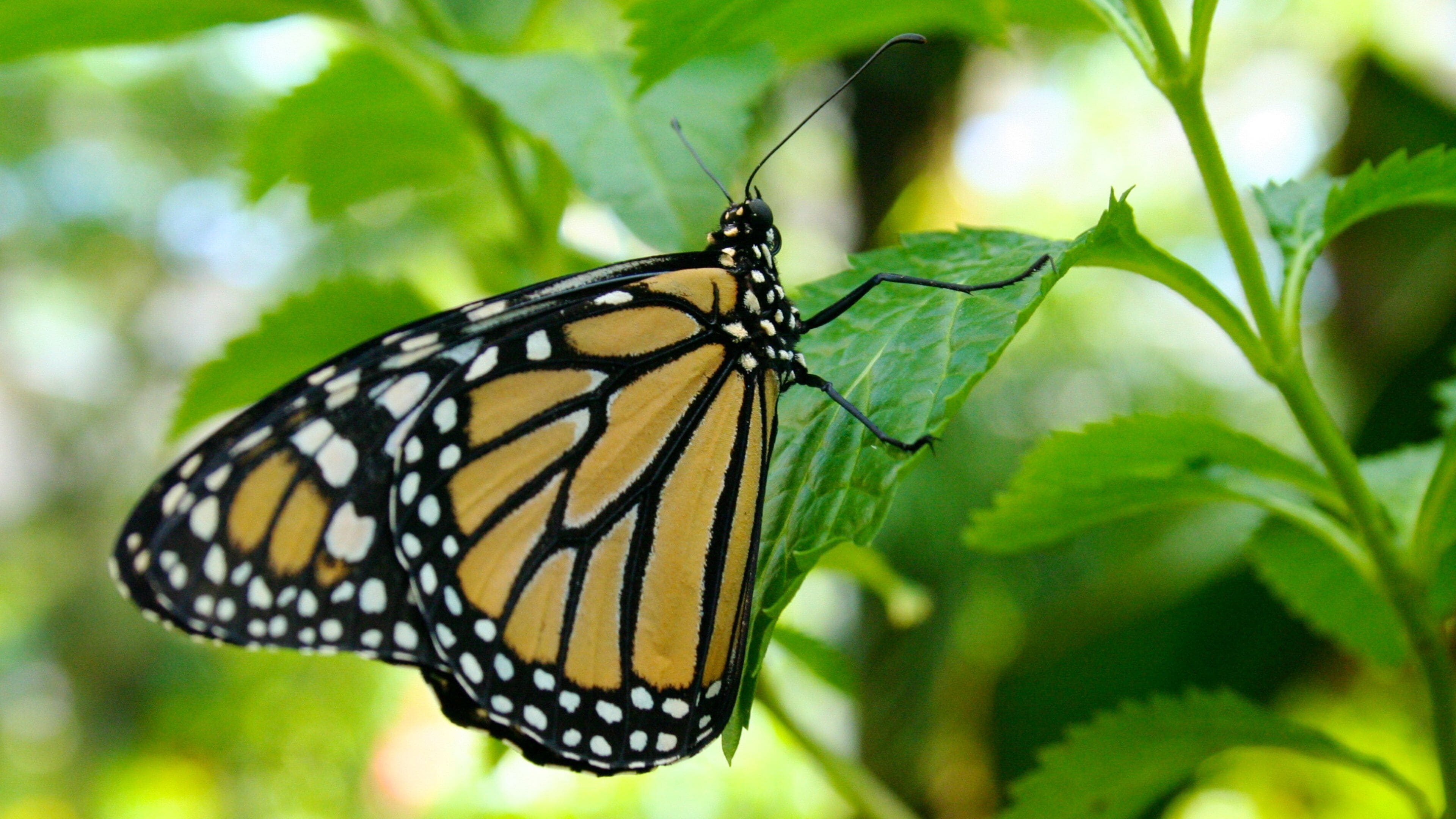 Butterfly Pavilion which includes animals