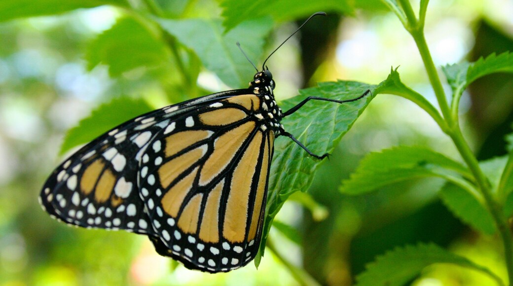 Butterfly Pavilion which includes animals