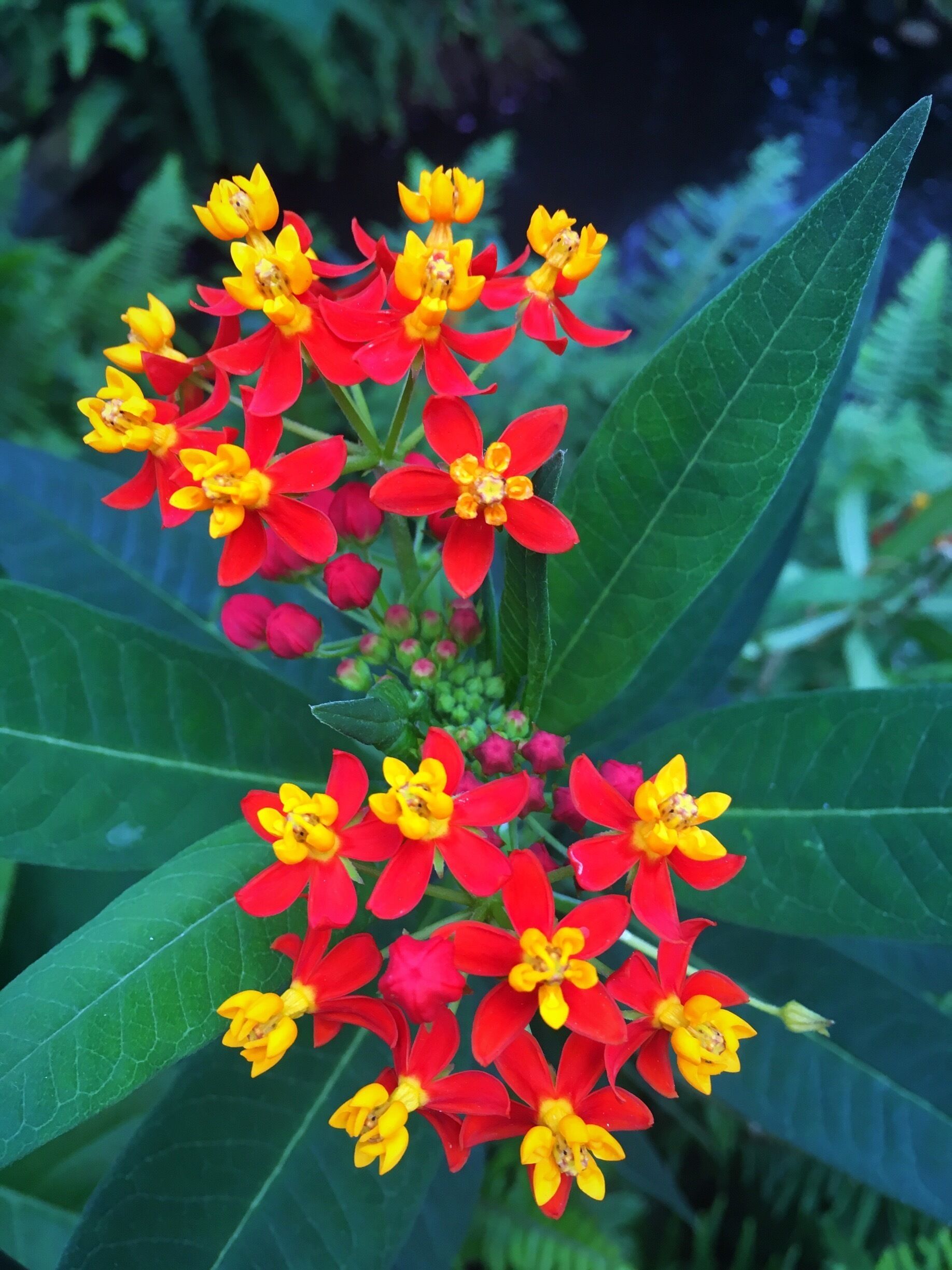 Love going to the butterfly pavilion not only for the butterflies, but to see the many exotic plants and flowers. #patterns