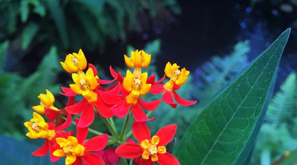 Love going to the butterfly pavilion not only for the butterflies, but to see the many exotic plants and flowers. #patterns