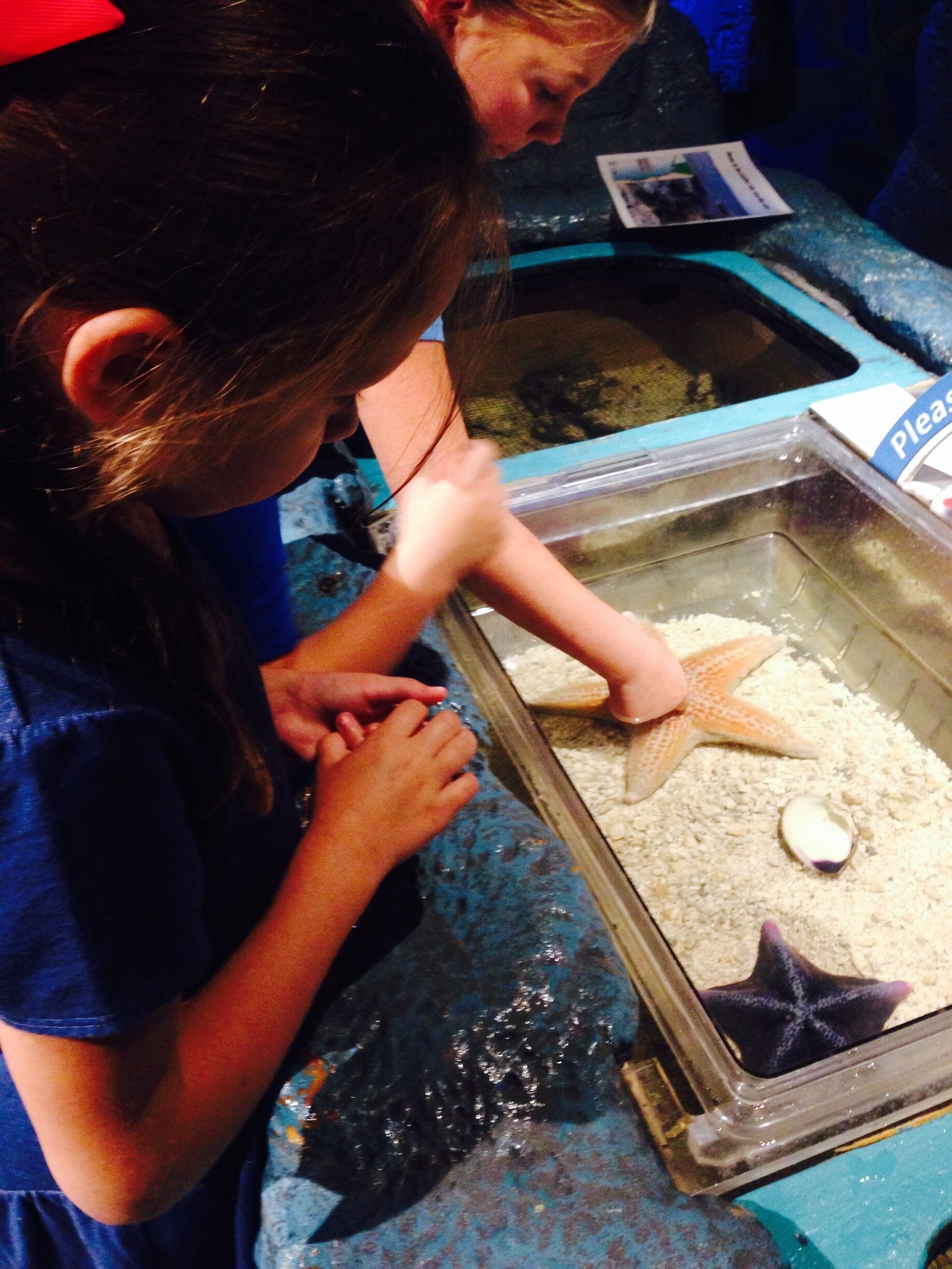 The Butterfly Pavilion was so much fun! We got to pet a horseshoe crab, a hermit crab, star fish, hold a tarantula, see lots of bugs and fish, walk through a botanical garden room filled with butterflies, and dig for worms! My daughter loved it! A must see if you have kids!