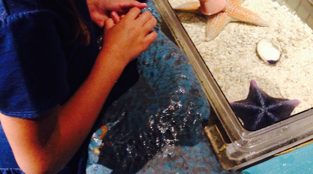 The Butterfly Pavilion was so much fun! We got to pet a horseshoe crab, a hermit crab, star fish, hold a tarantula, see lots of bugs and fish, walk through a botanical garden room filled with butterflies, and dig for worms! My daughter loved it! A must see if you have kids!