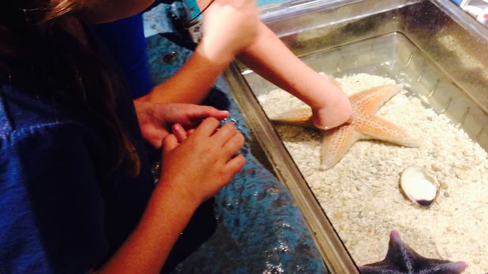 The Butterfly Pavilion was so much fun! We got to pet a horseshoe crab, a hermit crab, star fish, hold a tarantula, see lots of bugs and fish, walk through a botanical garden room filled with butterflies, and dig for worms! My daughter loved it! A must see if you have kids!