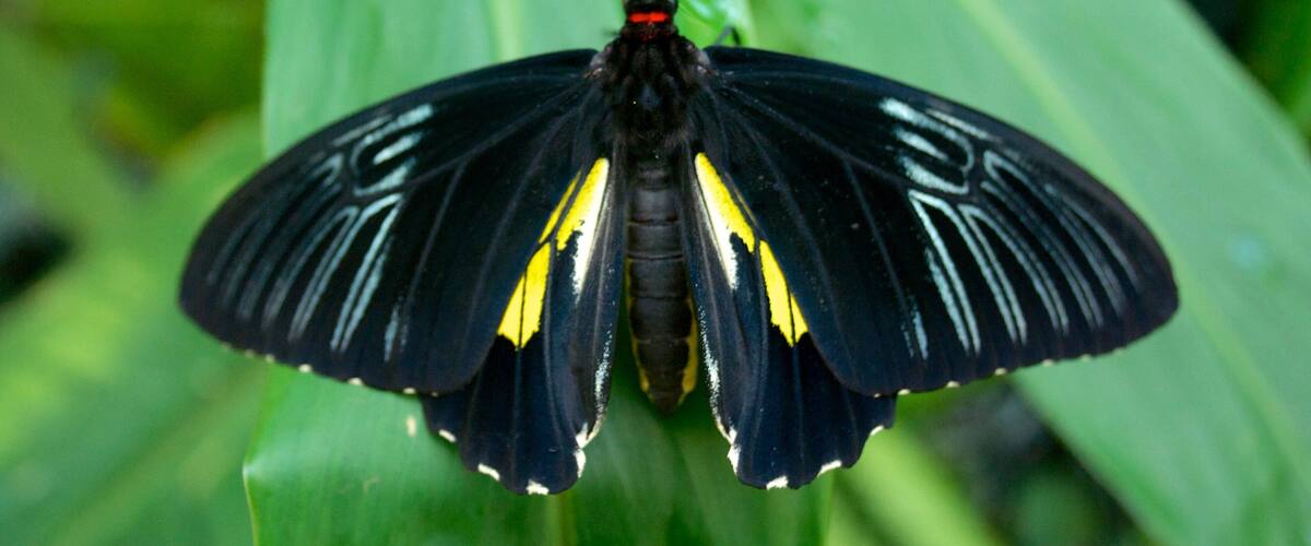 Pabellón de Mariposas ofreciendo animales