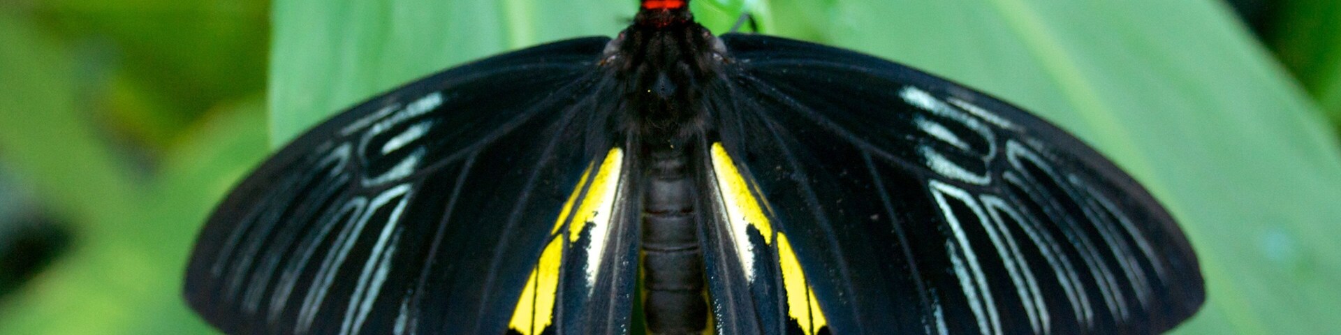Butterfly Pavilion which includes animals