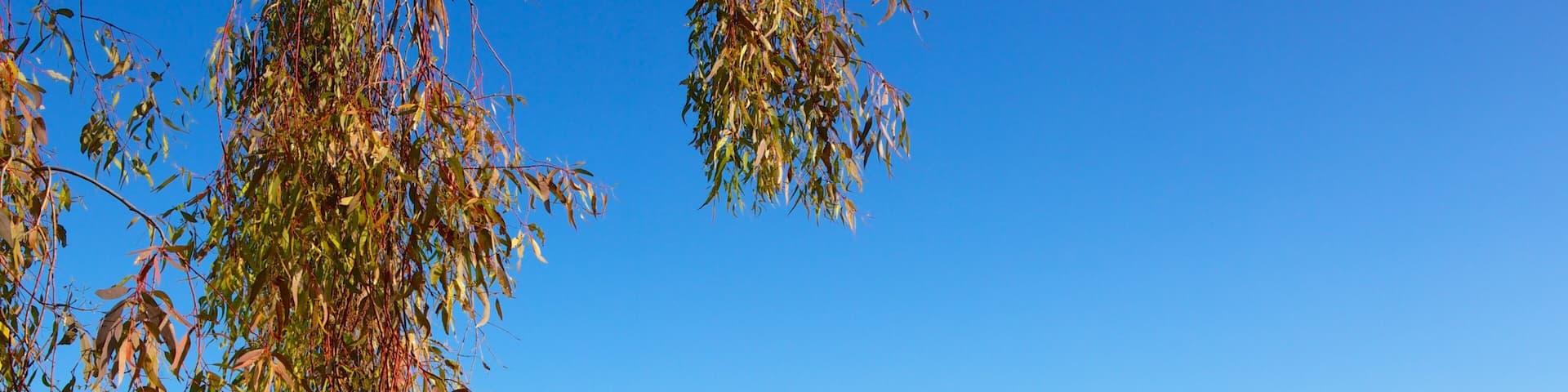 Fremont Central Park featuring autumn colours, tranquil scenes and a lake or waterhole