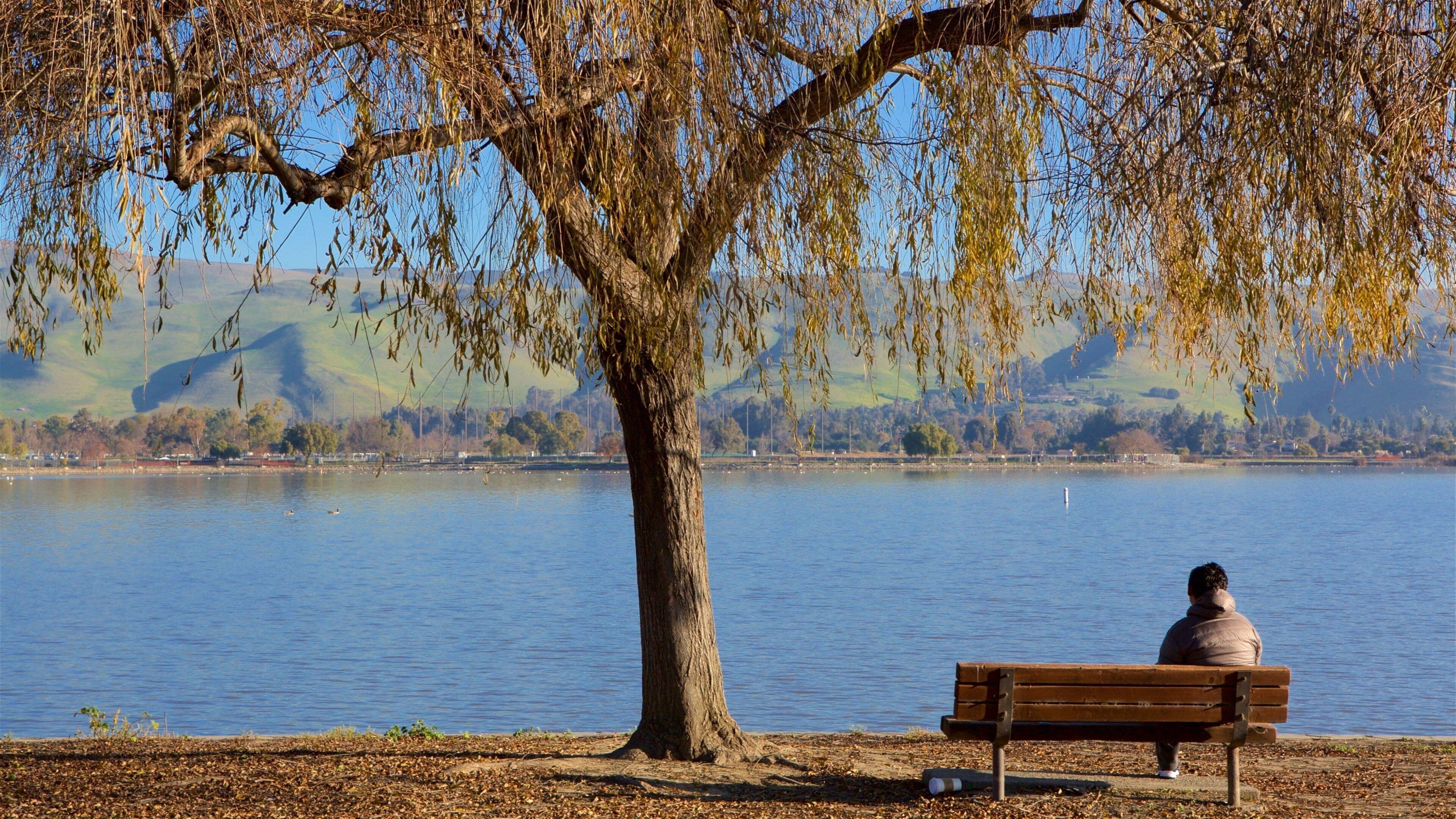 A person sitting on a bench under a tree by a lake with hills in the background.