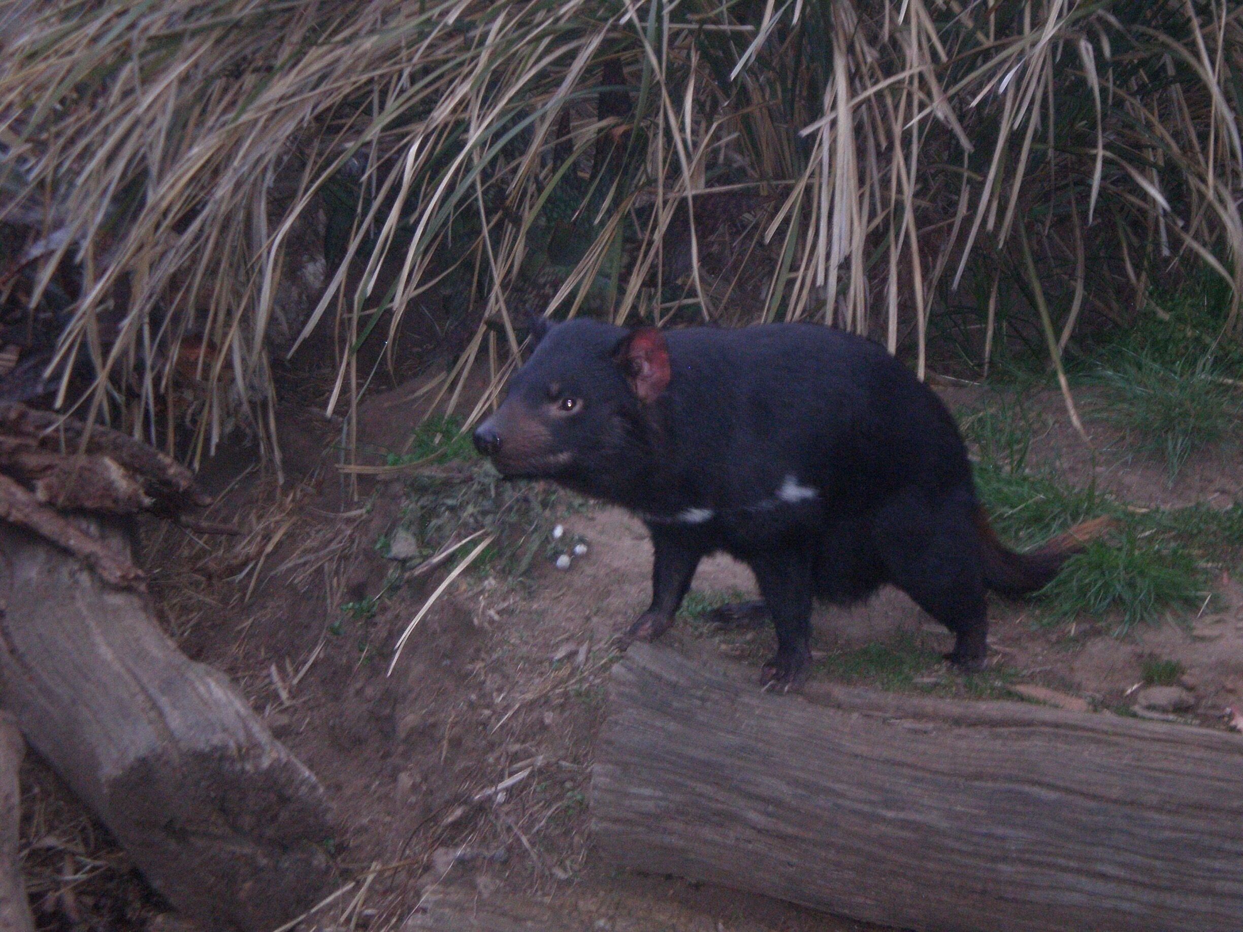 Although there is nothing friendly about the tasmanian devil, it is a unique animal to see