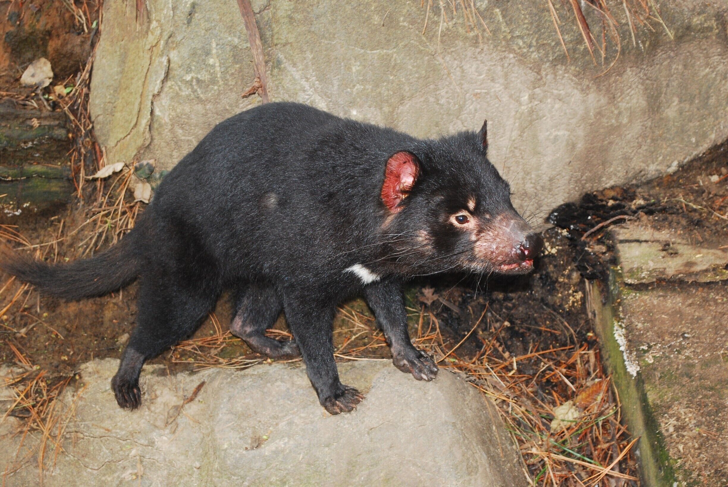 This is a pretty small park, which makes it incredibly convenient to visit on the way to Port Arthur. We loved seeing the Tasmanian Devil and Eastern Quolls up close.

The staff were really knowledgeable and you could tell they were passionate about conserving these animals. It opened my eyes to the challenges facing both quolls and the devils. #localgems