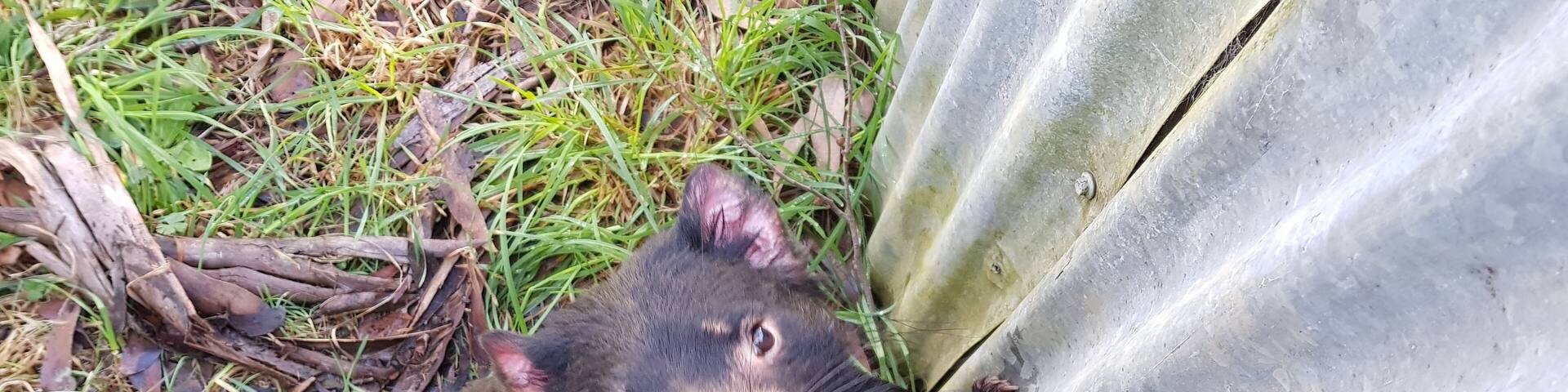 A very curious devil at the UnZoo.