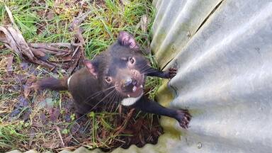 A very curious devil at the UnZoo.