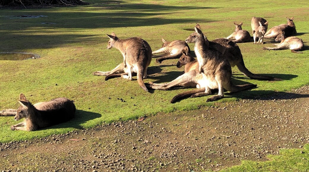 Go feed the kangaroos! #tasmania #tassie #australia