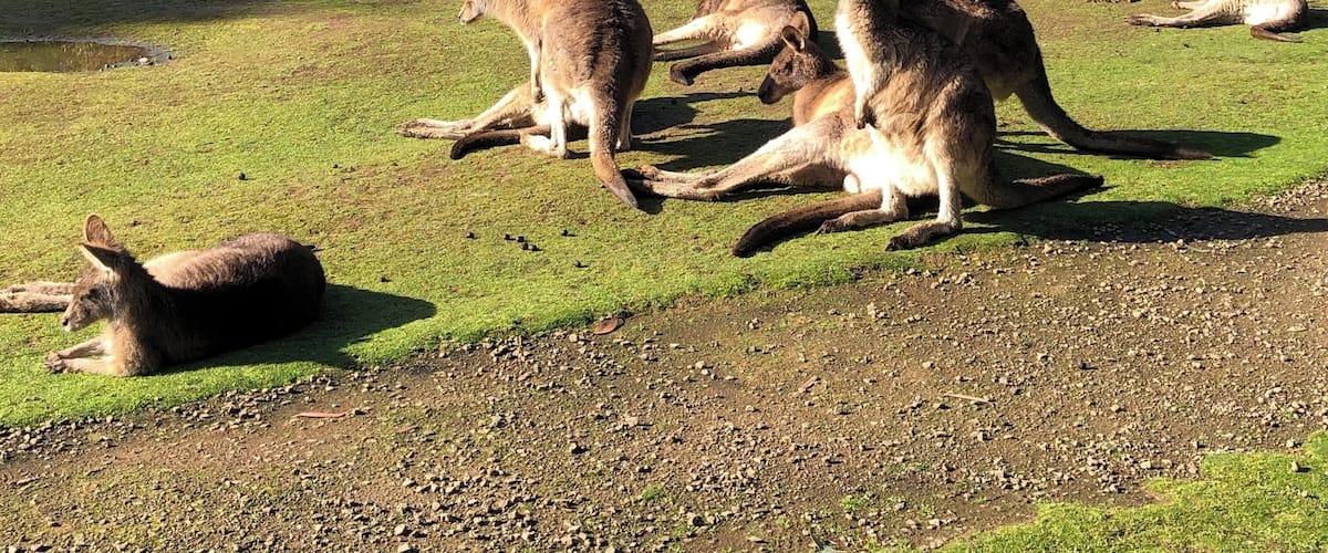 Go feed the kangaroos! #tasmania #tassie #australia