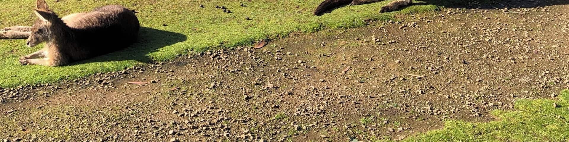 Go feed the kangaroos! #tasmania #tassie #australia