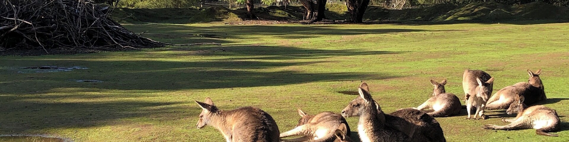 Go feed the kangaroos! #tasmania #tassie #australia