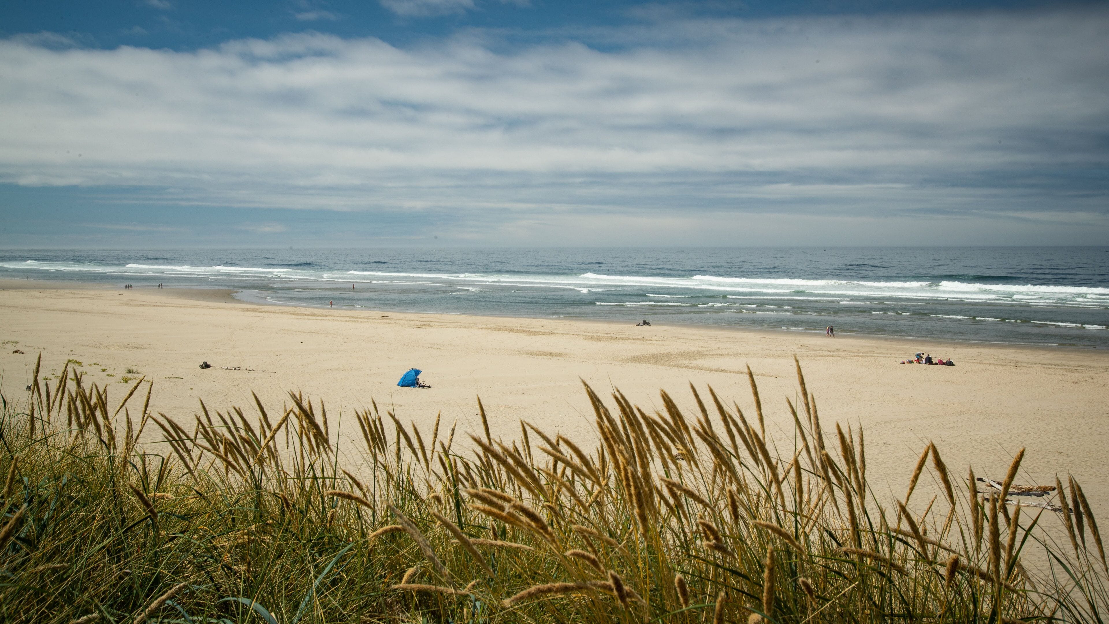 A beach with waves, people, and tall grass in the foreground.
