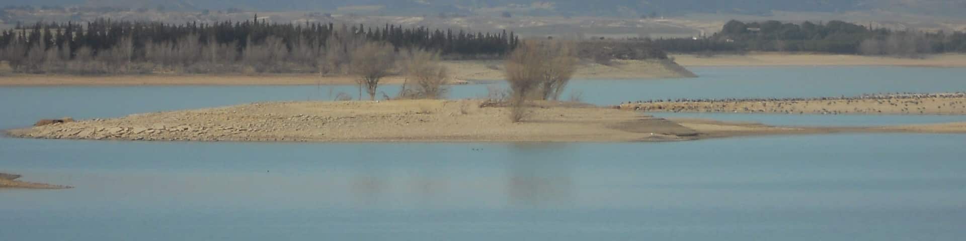 Las grullas hacen su descanso en " La Sotonera " , durante su largo trayecto hacia tierras más septentrionales.