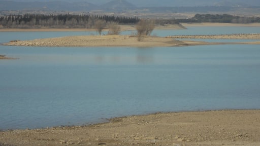 Las grullas hacen su descanso en " La Sotonera " , durante su largo trayecto hacia tierras más septentrionales.