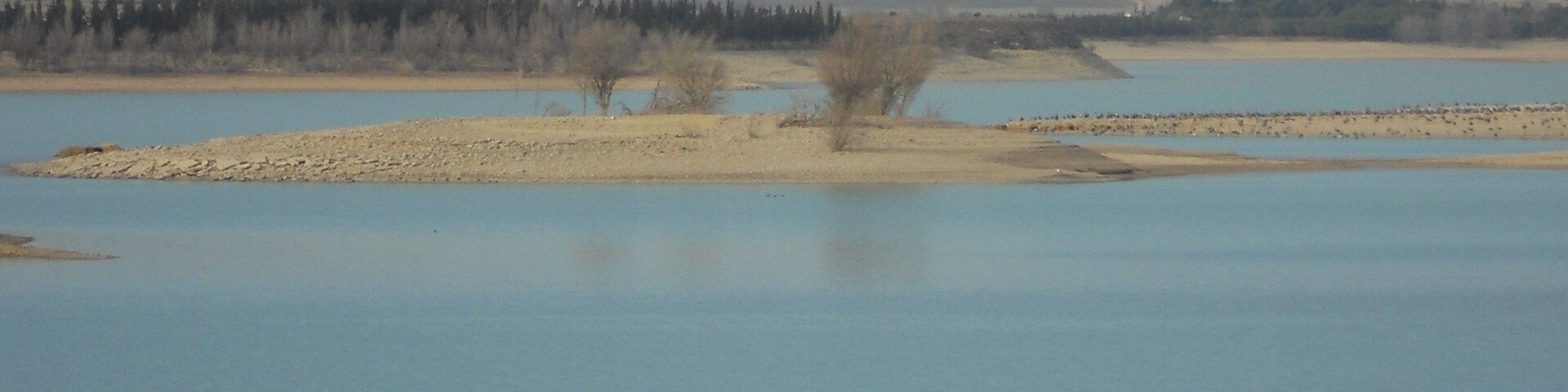 Las grullas hacen su descanso en " La Sotonera " , durante su largo trayecto hacia tierras más septentrionales.