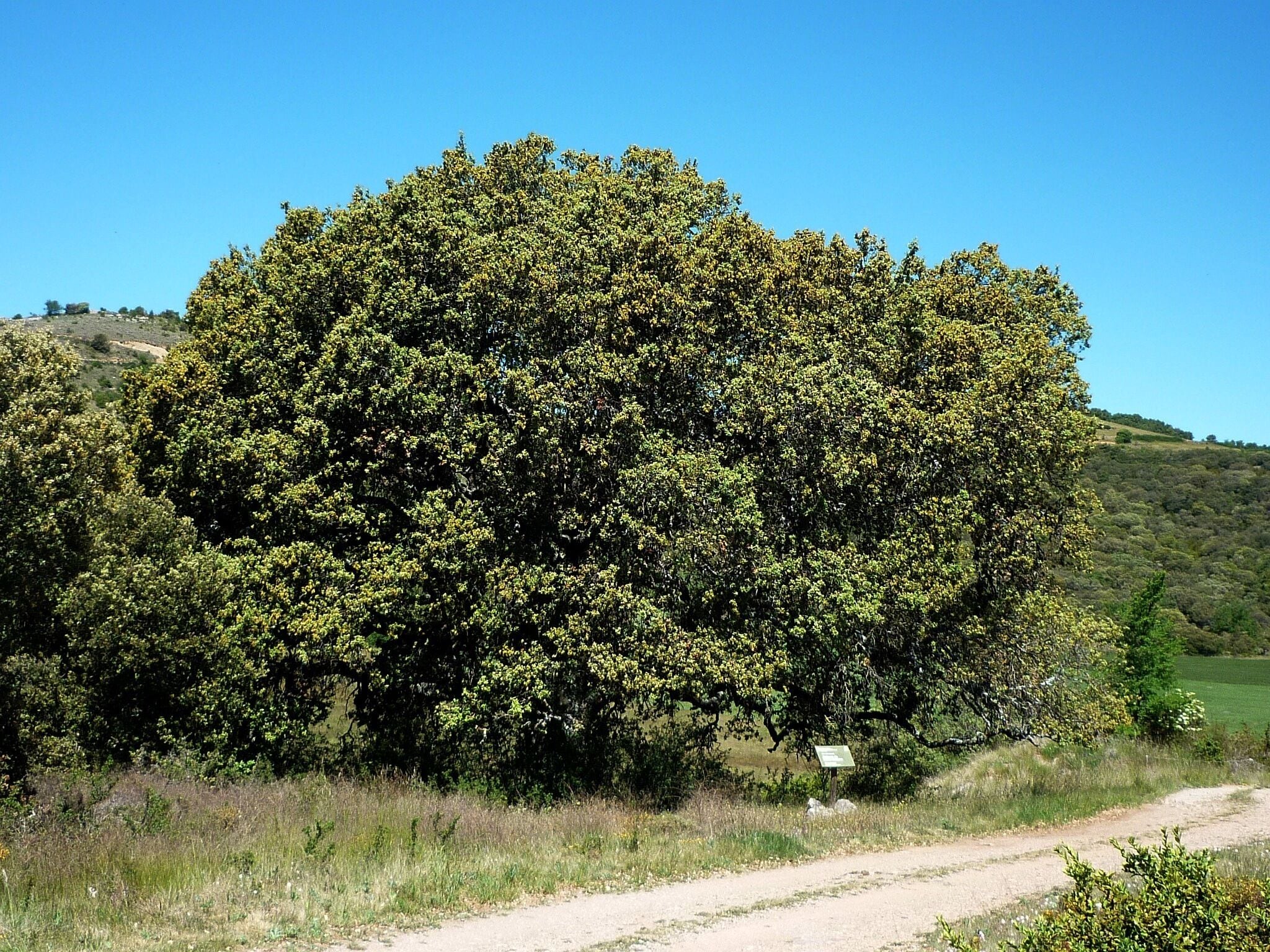 This is a a photo of a protected or outstanding tree in Catalonia, Spain, with id: