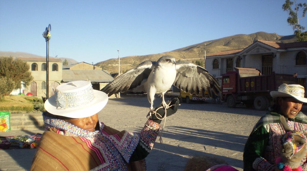 This tiny town, Yanque, is a stop in our way to the Colca Canyon. At the plaza, women brightly dressed exhibit her birds and llamas, and offer to take a photo.