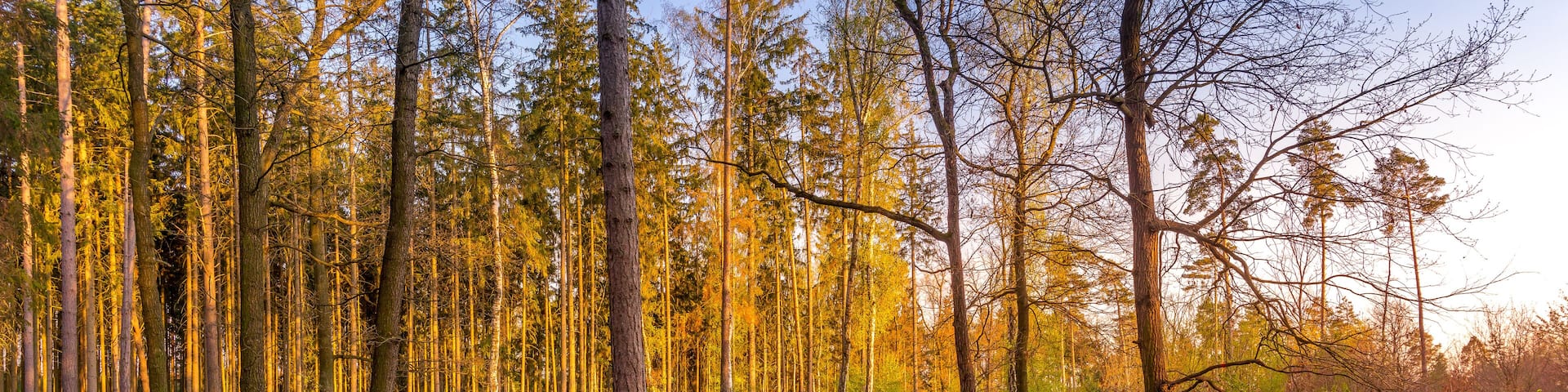 Kunratice forest - beautiful green park with pond and path during sunset in Prague (secret gem, popular travel destination in Czech Republic, Europe)