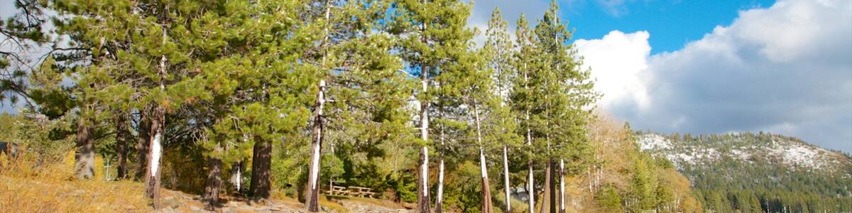 Kings Beach State Recreation Area showing landscape views, forest scenes and a beach