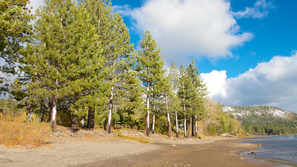 A beach with tall pine trees and a clear blue sky.
